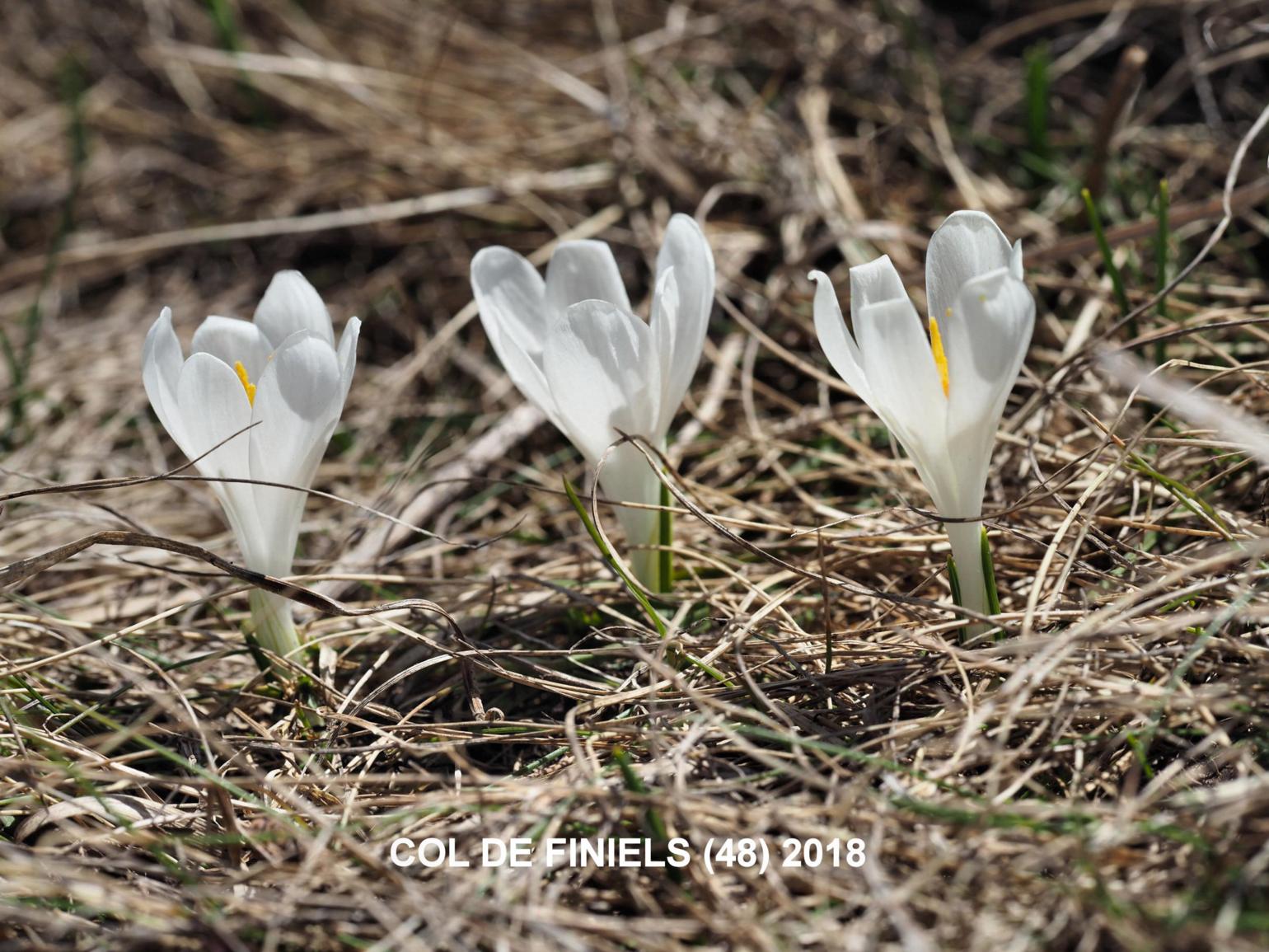 Crocus, White